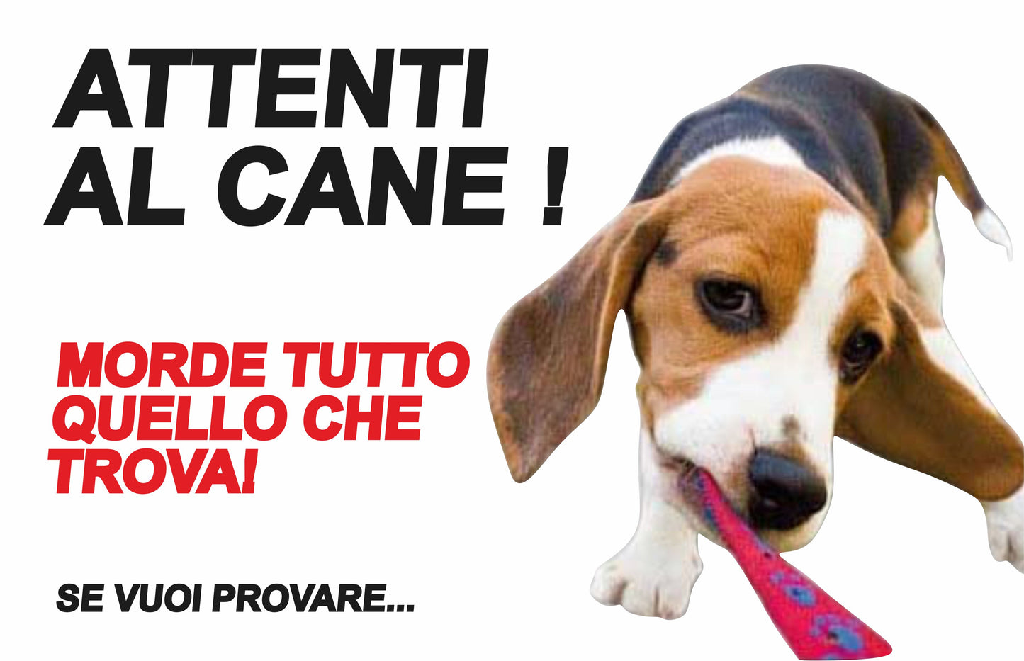 GLOBAL CARTELLO SEGNALETICO  - attenti al cane beagle morde tutto quello che trova - Adesivo Extra Resistente, Pannello in Forex, Pannello In Alluminio